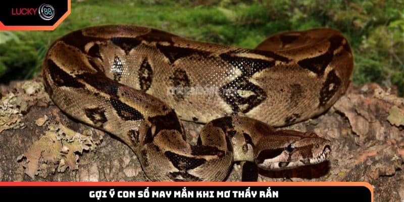 Gợi ý con số may mắn khi mơ thấy rắn