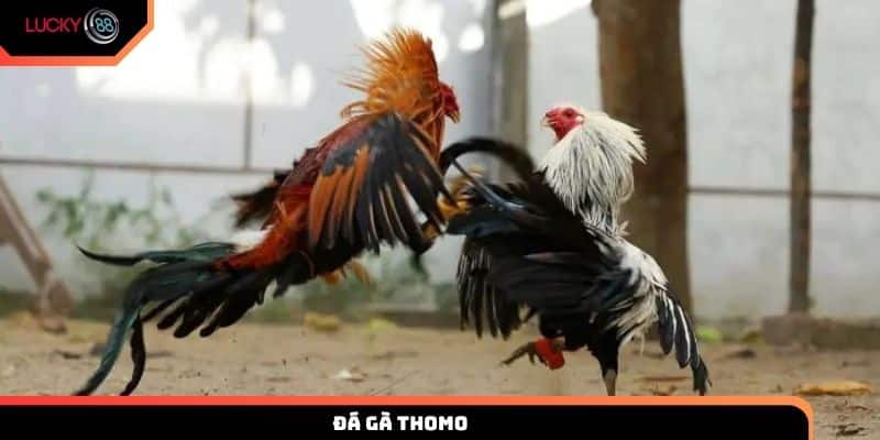 Đá gà Thomo