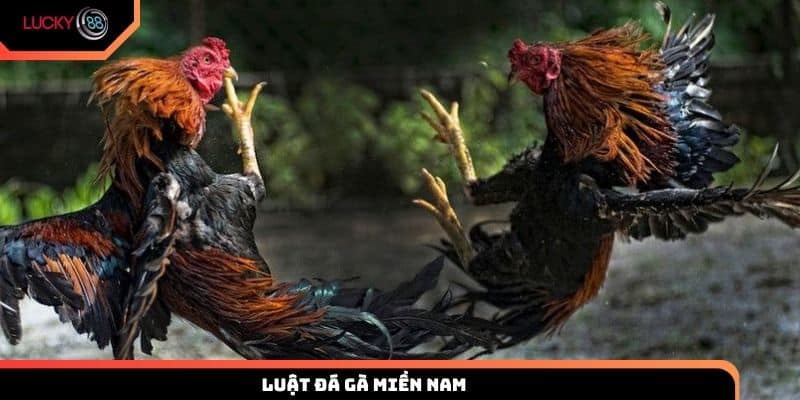luật đá gà miền Nam