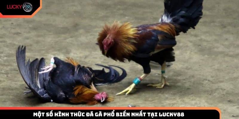 Một số hình thức đá gà giải trí khá phổ biến tại Việt Nam