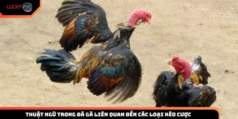 Thuật ngữ trong đá gà liên quan đến các loại kèo cược Lucky88